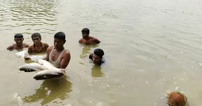 রাজশাহীর বাগমারায় পলাতক যুবলীগ নেতার পুকুরে বিষ প্রয়োগ, ৩০ লাখ টাকার মাছ নিধনের অভিযোগ