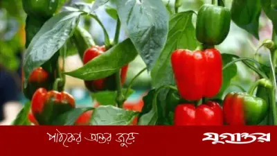 বাংলাদেশে ক্যাপসিকাম চাষের ব্যাপক সম্প্রসারণ: উচ্চ আয়ের সম্ভাবনা ও বাজার চাহিদা