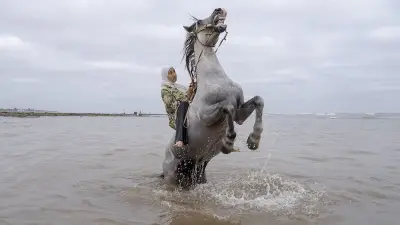 জার্মান প্রবীণ নিবাসে সামাজিক রোবট 'এমা'র আগমন, মেরু ভালুকের খাদ্যাভ্যাস পরিবর্তন