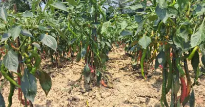 গাজীপুরে প্রথমবারের মতো চাষ হচ্ছে ইন্দোনেশিয়ার চাপাই কোপাই মরিচ, ফলন আশাব্যঞ্জক