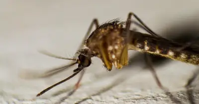 বাণিজ্য মন্ত্রণালয়ের সচিবের ম্যালেরিয়ায় মৃত্যু: ঢাকায় ম্যালেরিয়া সংক্রমণের ঝুঁকি নিয়ে উদ্বেগ