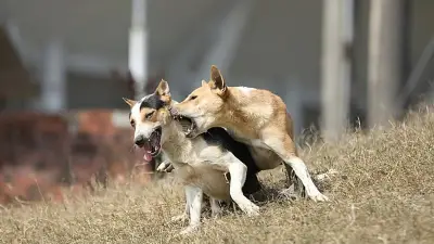 রাজধানীতে কুকুরের কামড়ে আক্রান্ত শিশু আনাস: জলাতঙ্কের ঝুঁকি উদ্বেগজনক হারে বাড়ছে