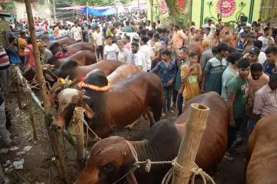 ঈদুল আজহায় রাজধানীতে ২৬টি কোরবানির পশুর হাট, দুই সিটিতে সমান বণ্টন