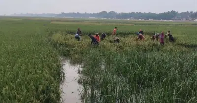 বজ্রপাতের আতঙ্কে হাওরের কৃষক: ধান কাটার মৌসুমে জীবন-মৃত্যুর সংকট
