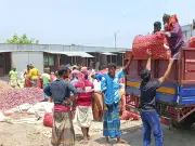 পাবনার সাঁথিয়ায় পেঁয়াজের রেকর্ড ফলন, তবুও কৃষকের মুখে হাসি নেই: লোকসানে জর্জরিত