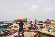 কিশোরগঞ্জ হাওরে বোরো ধান মাড়াই শুরু, ন্যায্য মূল্য না পেয়ে হতাশ কৃষক