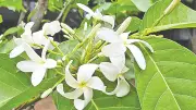 রমনা পার্কে কুরচি ফুলের সৌন্দর্য: কবি থেকে আয়ুর্বেদে এর স্থান