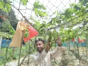 চাঁদপুরে ইকরাম খানের আঙুরবাগান: বিদেশি চারায় সফল ফলন, ৬০০ কেজি আঙুর সংগ্রহ