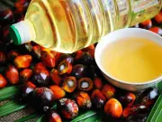 পাম অলিন কিনতে সরকারের ১৮১ কোটি টাকা ব্যয়