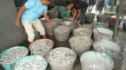 কাপ্তাই হ্রদে কমছে কার্পজাতীয় মাছ, বাড়ছে কাচকি-চাপিলা
