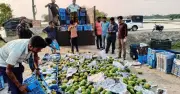 কালিগঞ্জে রাসায়নিক মেশানো ৩৩৬০ কেজি আম জব্দ ও বিনষ্ট