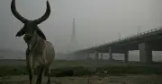 ভারতের কঠোর সমালোচনা ট্রাম্পের ‘হেলহোল’ মন্তব্যে