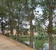 দাউদকান্দির বাঁধে কাঁঠালের বাম্পার ফলন, কৃষকের ভাগ্য বদলের স্বপ্ন