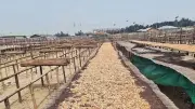 কক্সবাজারে শুঁটকি উৎপাদন বন্ধ, ২০ হাজার শ্রমিক বেকার
