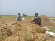 সুনামগঞ্জে বন্যার শঙ্কায় ধান কাটায় ব্যস্ত কৃষক