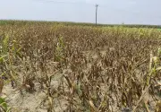 সেচপাম্প বন্ধ করে দেওয়ায় নওগাঁয় কৃষকের ১৮ বিঘা জমির ভুট্টা শুকিয়ে যাচ্ছে
