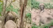 রাঙ্গামাটিতে ৬০ বছর বয়সী পুরুষ হাতির মৃত্যু, সঙ্গী হাতির কারণে ময়নাতদন্তে বাধা