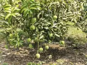 নির্ধারিত সময়ে বাজারে আসছে সাতক্ষীরার সুস্বাদু আম