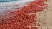 ওমানের সৈকতে টন টন লাল চিংড়ি ভেসে আসার রহস্য উদঘাটন