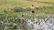 বৃষ্টি ও বন্যার শঙ্কায় হাওরের কৃষকেরা উভয় সংকটে