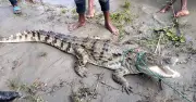 ফরিদপুরে পদ্মায় জেলের বরশিতে কুমির ধরা