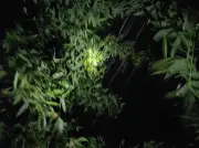 মতলব দক্ষিণে ১৮ ঘণ্টা বিদ্যুৎ নেই, ৭৪ হাজার মানুষ ভোগান্তিতে