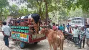 শৈলকুপায় লুটপাটের ভয়ে সরানো হচ্ছে গবাদিপশু, গ্রাম প্রায় পুরুষশূন্য