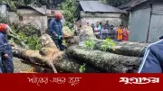 বগুড়ায় কালবৈশাখী ঝড়ে গাছচাপায় পান ব্যবসায়ীর মৃত্যু