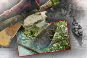 প্রথম আলোর ভিডিও: বাংলাদেশের চারটি বিষয়