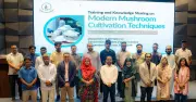 মাশরুম খাতের বাধা দূর করতে আইইউবির নতুন পদ্ধতি