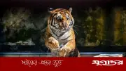 সুন্দরবনে বাঘের ভবিষ্যৎ নিয়ে উদ্বেগ বাড়ছে