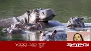 পাবলোর জলহস্তী রক্ষায় কলম্বিয়াকে আম্বানিপুত্রের প্রস্তাব