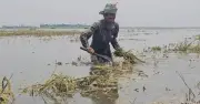 টানা বৃষ্টিতে কিশোরগঞ্জের হাওরে বোরো ধান তলিয়ে কৃষকদের হাহাকার