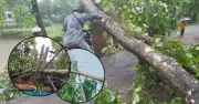 কালবৈশাখী ঝড়ে কুমিল্লায় বিদ্যুৎ ও কৃষির ব্যাপক ক্ষতি