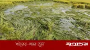 চিলমারীতে বৃষ্টিতে তলিয়ে যাচ্ছে বোরো ধান, দিশেহারা ১২ হাজার কৃষক