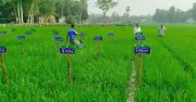 দিনাজপুরে ব্রির রাইস গার্ডেনে ৫৪ জাতের ধান প্রদর্শন