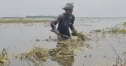 হাওরে বন্যায় লাখো কৃষকের বোরো ধান তলিয়ে গেছে