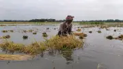 ভারী বৃষ্টি ও ঢলে হাওরের ধান তলিয়ে কৃষকদের দুশ্চিন্তা
