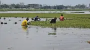 সুনামগঞ্জে পানি বাড়ায় ধান কাটা-শুকানোয় কৃষকদের দুর্ভোগ