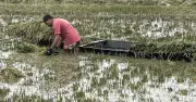 বন্যা ও পাহাড়ি ঢলে হাওরের ফসল তলিয়ে যাচ্ছে, কৃষক দিশেহারা
