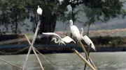 কক্সবাজারে ভয়াবহ অগ্নিকাণ্ডে ৫০০ বসতঘর পুড়ে ছাই