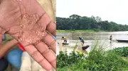 হালদায় ডিম ছাড়ল দেশীয় কার্প, জাটকা নিধনে অভিযান: ৩ জেলের দণ্ড