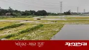 ইরির বাম্পার ফলনেও কৃষকের মুখে হাসি নেই প্রকৃতির বিরূপ আচরণে