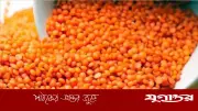 ৯ হাজার টন মসুর ডাল কিনবে সরকার, খরচ ৭২ কোটি টাকা