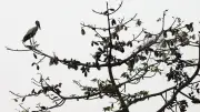 পরিপক্ব শিমুলের তুলা উড়ে যাচ্ছে বাতাসে