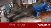কুয়াকাটায় জেলের জালে ধরা পড়ল বিরল ২৩ কেজি কোরাল মাছ, বিক্রি ৩০ হাজার টাকায়