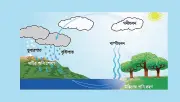 প্রাথমিক বৃত্তি পরীক্ষার বিজ্ঞান প্রশ্নোত্তর: পানিচক্র ও উদ্ভিদের ভূমিকা
