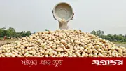 বগুড়ায় আলু চাষে লোকসান: প্রতি কেজিতে ৫-৬ টাকা ক্ষতি, হতাশ কৃষকরা