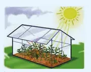 গ্রিনহাউস প্রভাব ও বৈশ্বিক উষ্ণায়ন: প্রাথমিক বিজ্ঞানের গুরুত্বপূর্ণ বহুনির্বাচনি প্রশ্ন