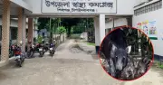 চাঁপাইনবাবগঞ্জে বন্য শূকরের আক্রমণে চারজন আহত, একজন রাজশাহী মেডিকেলে